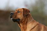 TOSA INU 456